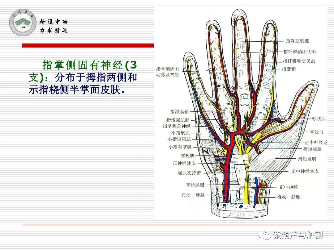 局解| 腕前区,手掌和手指掌侧面解剖