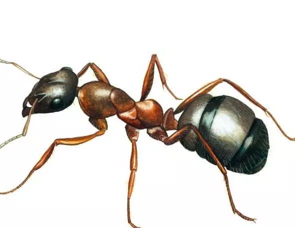 蚂蚁搬家的过程写一段话100字 1cdfc27a1a9b44cc93ce76074c1729b8.jpeg