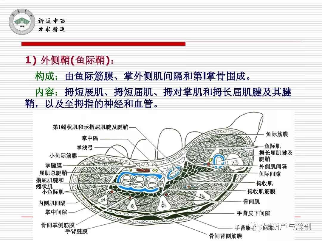 局解| 腕前区,手掌和手指掌侧面解剖