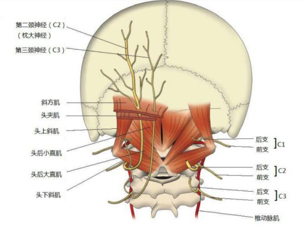 根据神经的分布位置由内向外分别是第三枕神经,枕