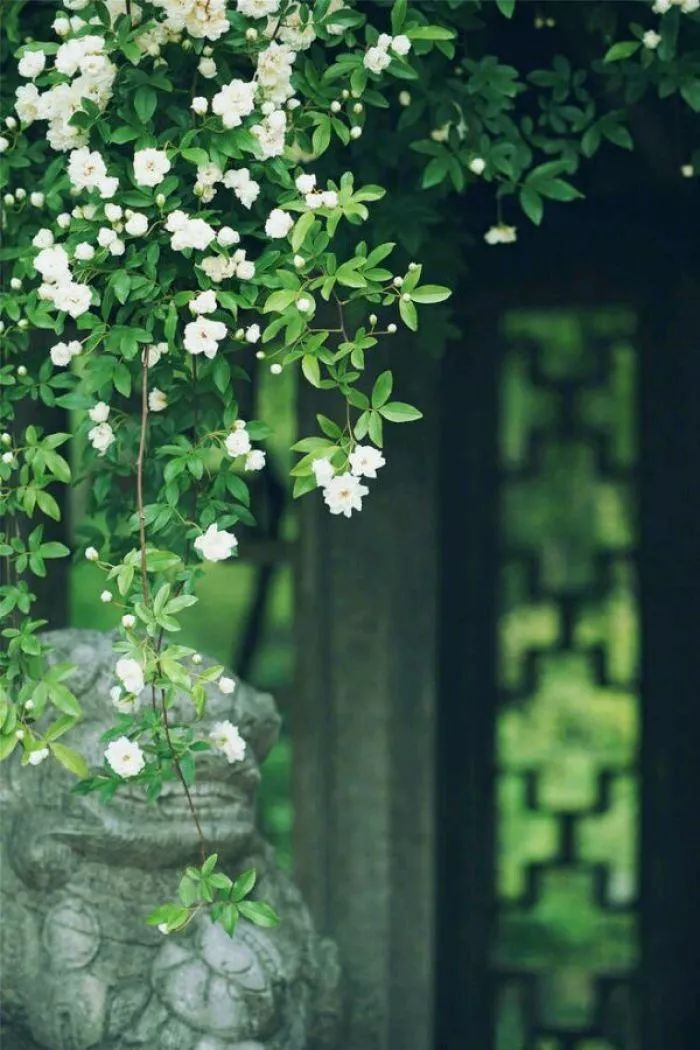 轻风过耳 2daa55bc30e64bf8b9fbacdb8cde8b8c.jpeg