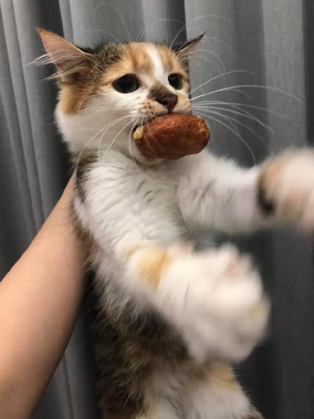 猫赃俱获猫咪偷吃被抓死咬住吃的不放