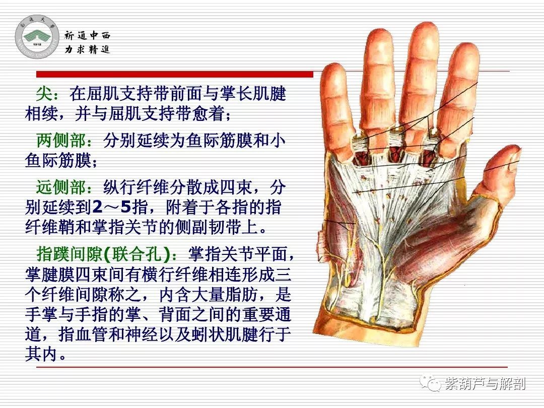 局解腕前区手掌和手指掌侧面解剖