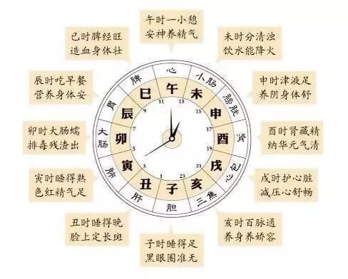 八字自学 第六章 地支对应人体器官