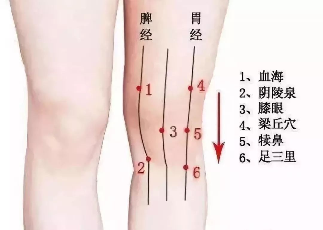 膝盖穴位到达经络再通过全身的经络传递到各部位从而起到全身祛湿除寒