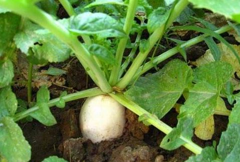 现在能种萝卜吗 3dab142a5a0d4f4c82416726d4a880fa.jpeg