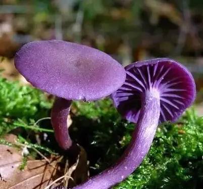有毒蘑菇菌面颜色鲜艳,有红,绿,墨黑,青紫等颜色,特别是紫色的往往有