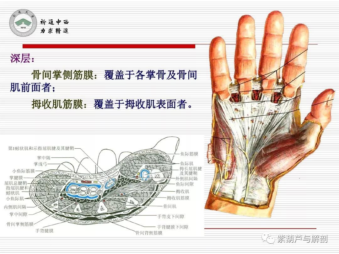 局解| 腕前区,手掌和手指掌侧面解剖