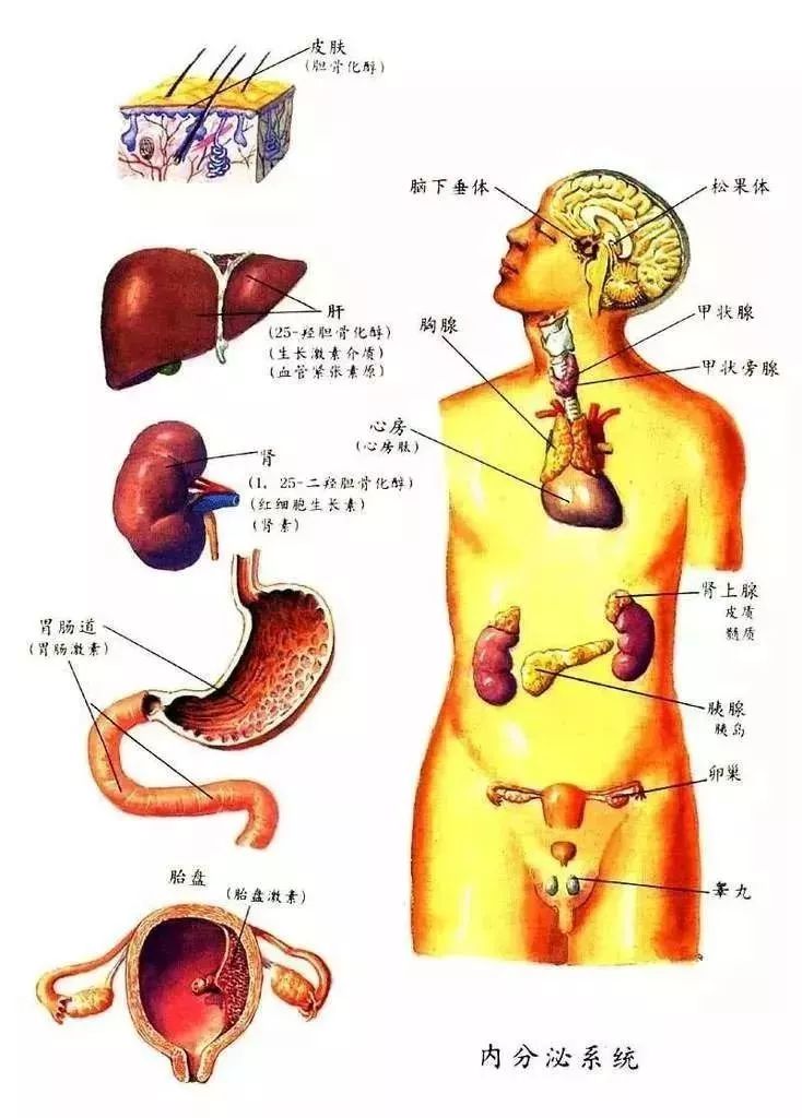 (内分泌系统图解)