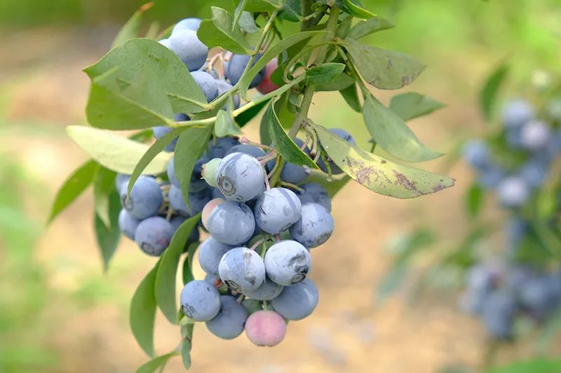 什么季节种植蓝莓合适 577662f469de4028a5a33a3728a06d41.jpeg