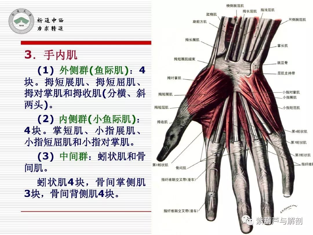 局解腕前区手掌和手指掌侧面解剖