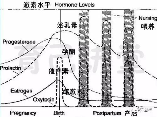  玩转泌乳，一文读懂泌乳原理_生产 Illustration 