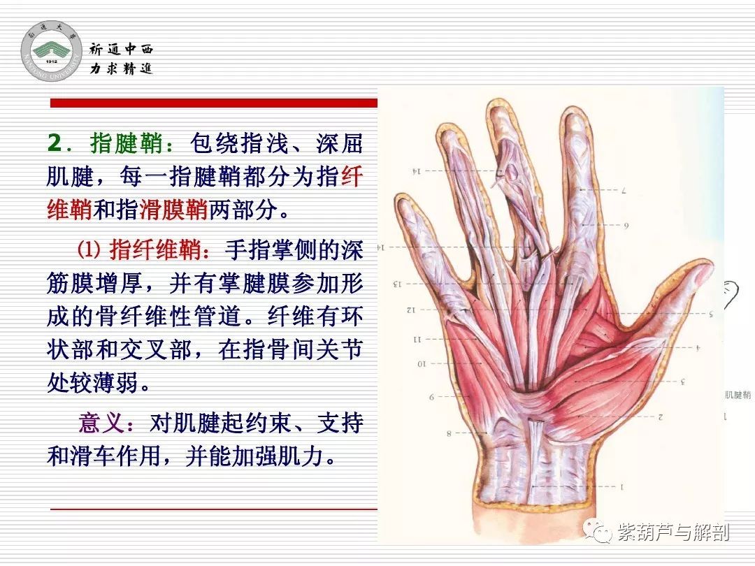 局解| 腕前区,手掌和手指掌侧面解剖