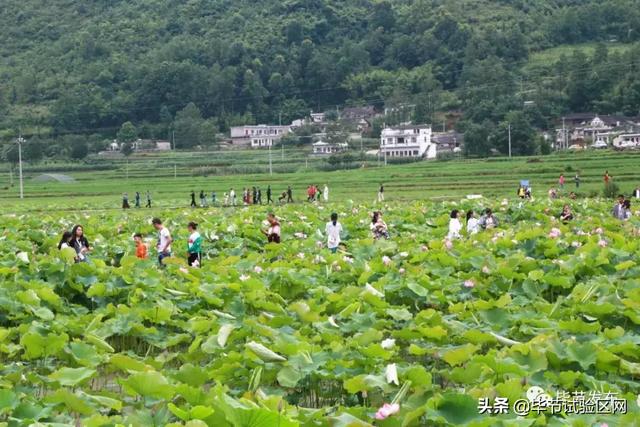 黔西县钟山镇的荷花开了