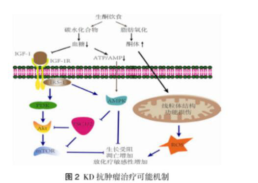 低血糖的原理_如图表示 胰岛素 降低血糖的 原理 .请回答 1 葡萄