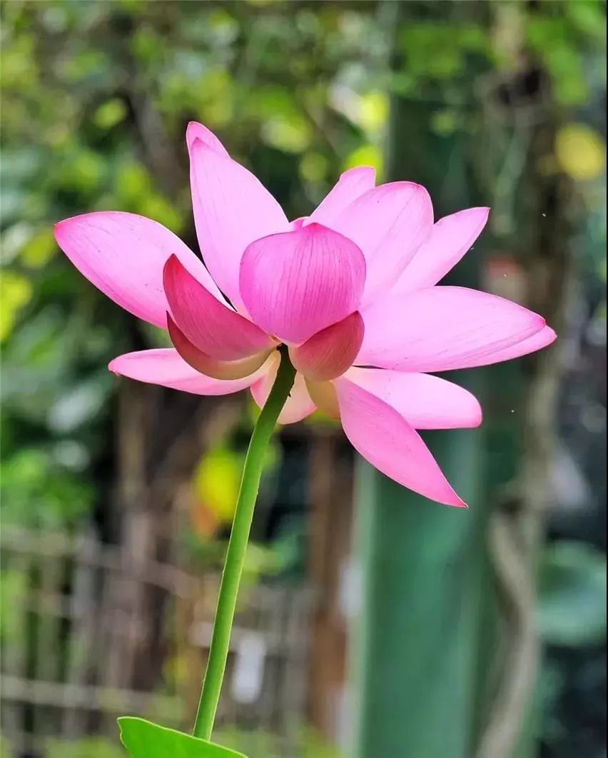 荷花:亭亭玉立