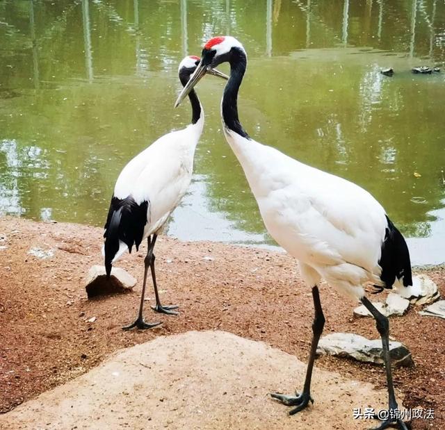 到锦州动物园游玩可以不带现金啦! 动物园门票