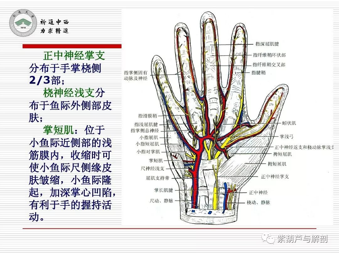 局解| 腕前区,手掌和手指掌侧面解剖