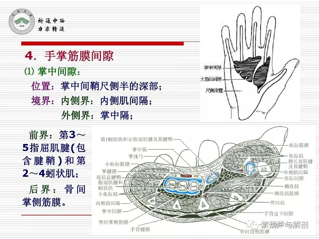 局解腕前区手掌和手指掌侧面解剖