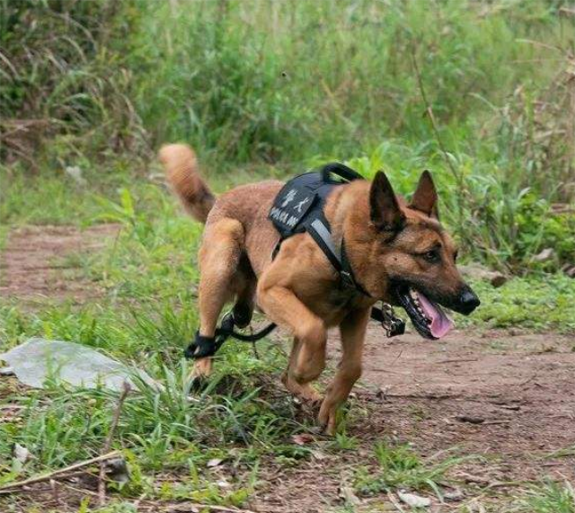 原创警犬来啦警犬华哨爆笑来袭调皮捣蛋成全派出所同事心头肉