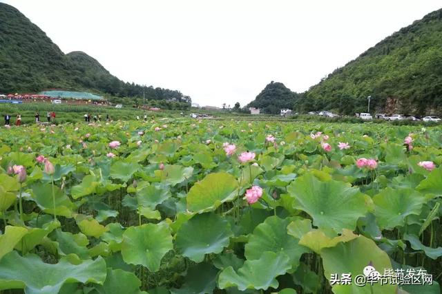 黔西县钟山镇的荷花开了