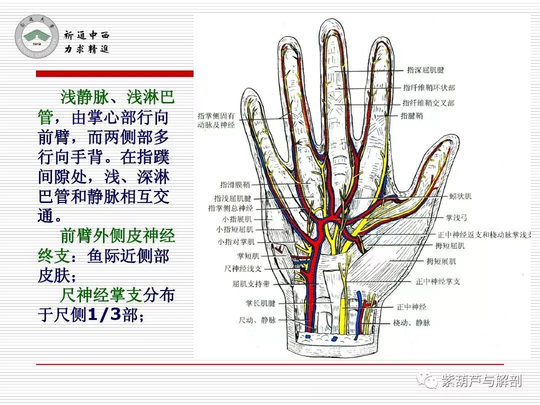 局解| 腕前区,手掌和手指掌侧面解剖