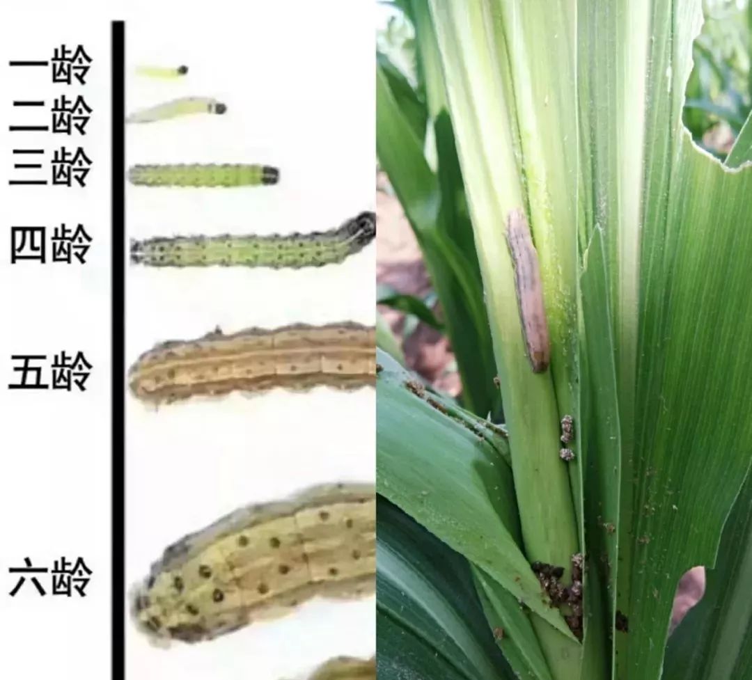 盘点玉米十一大害虫