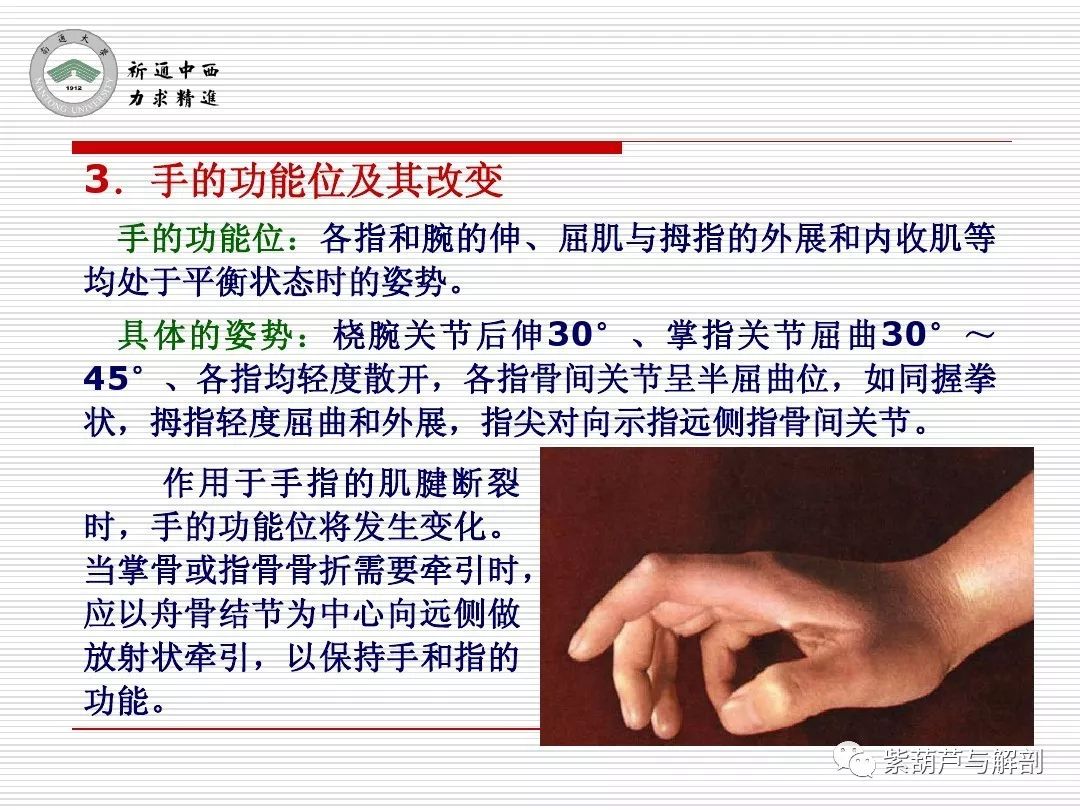局解| 腕前区,手掌和手指掌侧面解剖