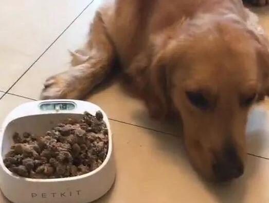 原创金毛犬便便很臭不用猜一定是这5个原因造成