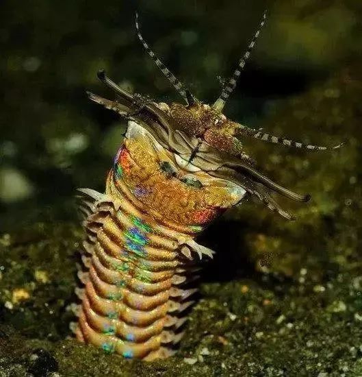 让你防不胜防的水族箱内偷渡客_手机搜狐网