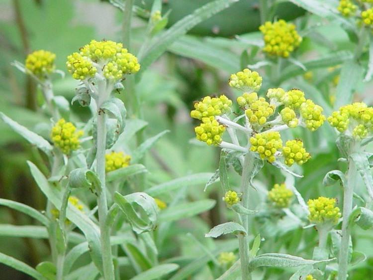 ②治急性胃炎:漆大姑30克,野菊花,仙鹤草,抹草各25克,水煎服.