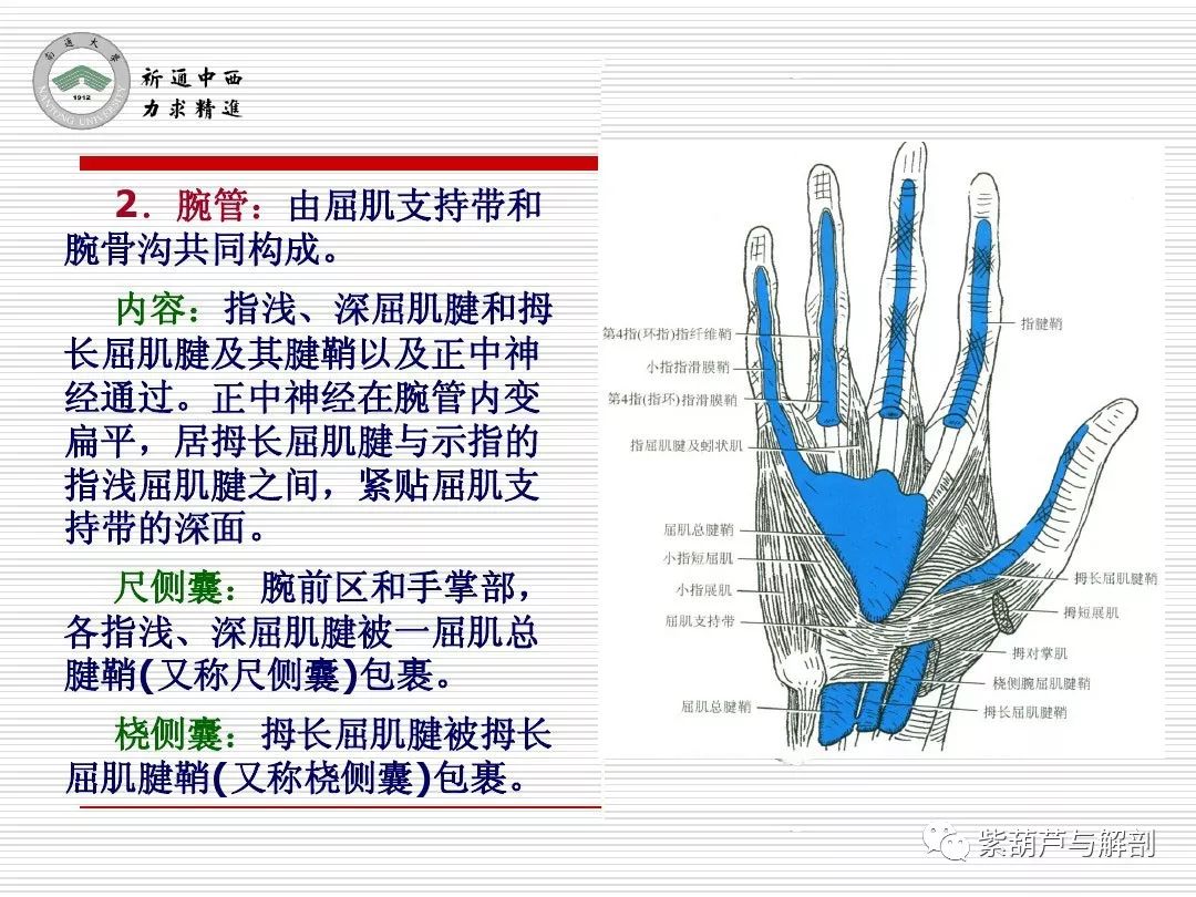 局解| 腕前区,手掌和手指掌侧面解剖