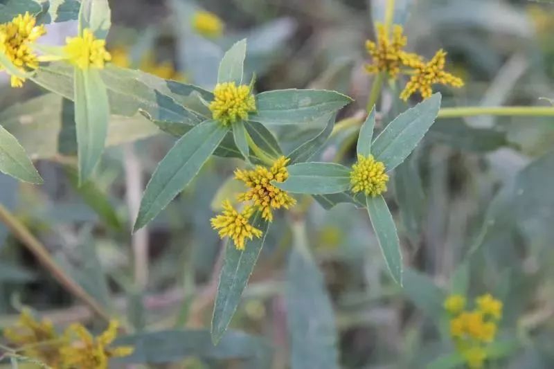 外来入侵植物:美洲商陆