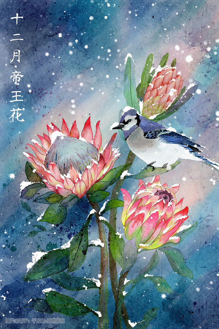 十二月花卉插画分享,送花可别再送错了,这些花的花语你知道吗?