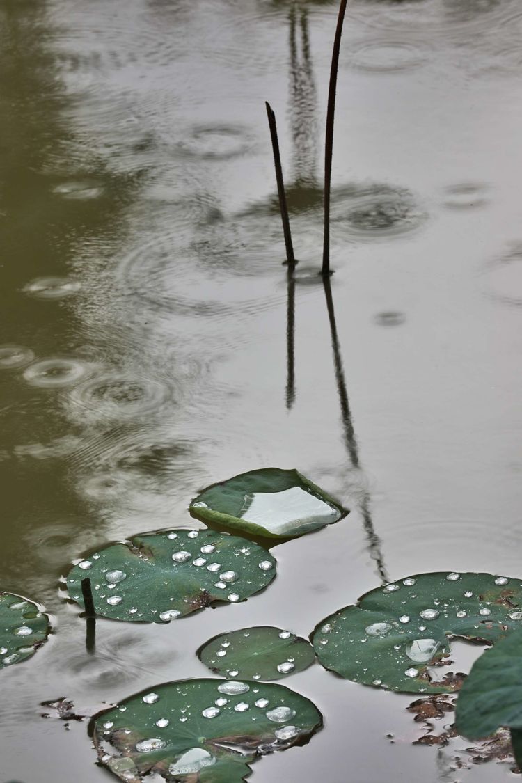 雨,很认真的下着,雨点落进池塘,荡开一圈一圈的涟漪.