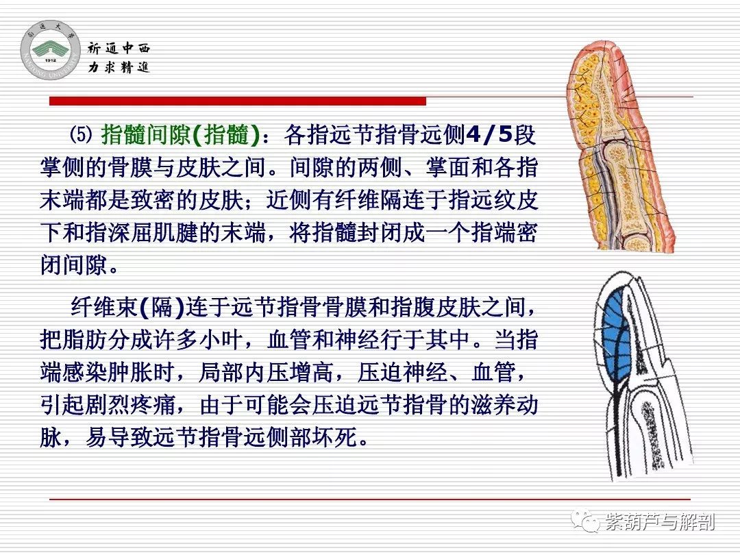 局解 腕前区,手掌和手指掌侧面解剖