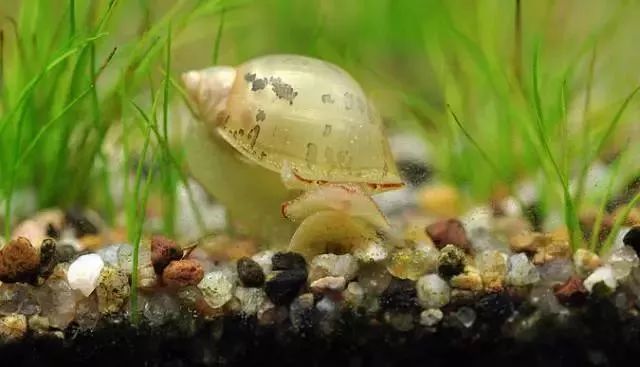 让你防不胜防的水族箱内偷渡客_涡虫