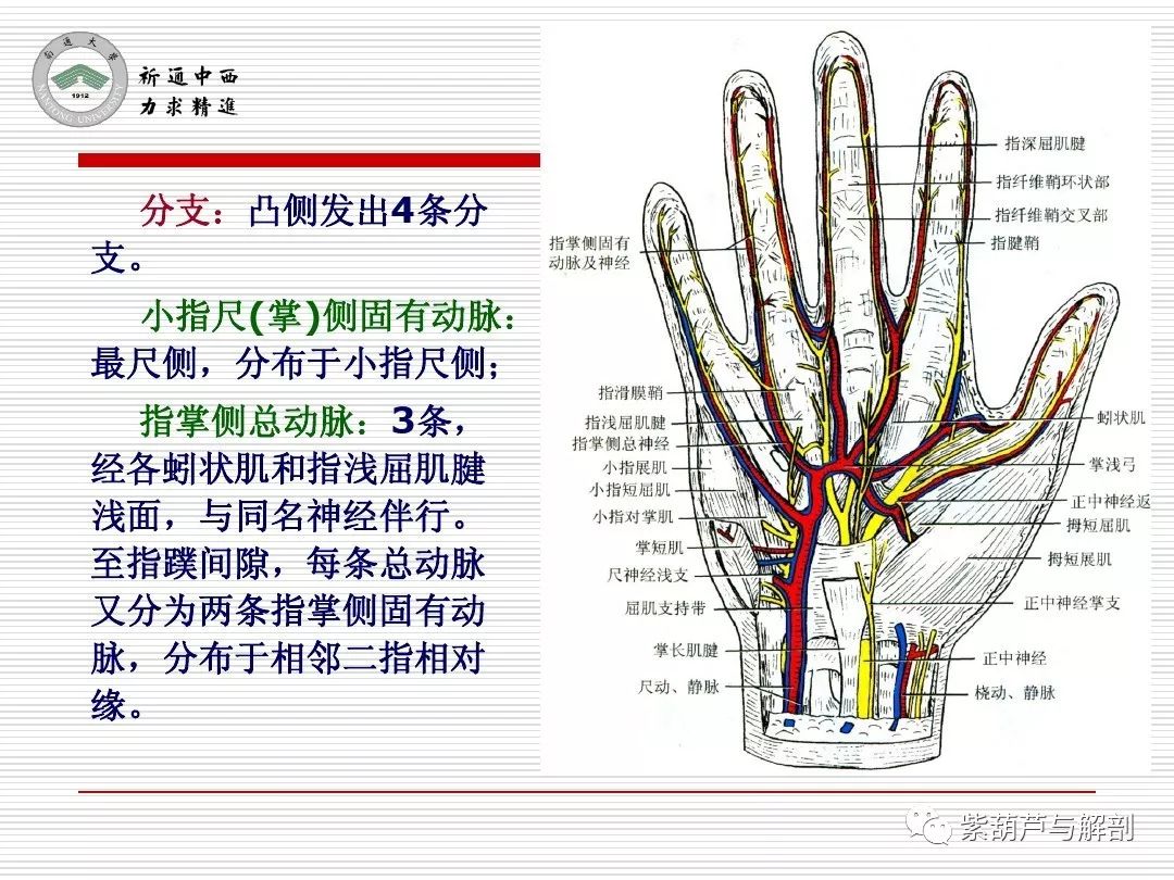 局解| 腕前区,手掌和手指掌侧面解剖