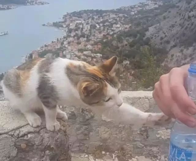 流浪猫跟着游客去爬山,本以为它是求收养,结果要只为了喝一口水