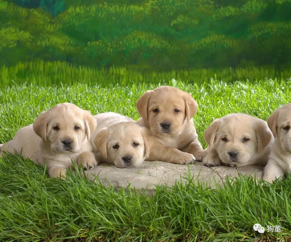 怎么看小狗得皮肤病 c01f8aff32814ec5bb729fb61ab637be.jpeg