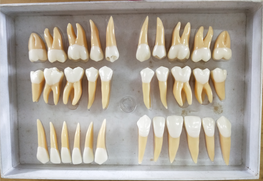 "一米阳光"支医组第三次培训 ——乳恒牙的解剖形态及