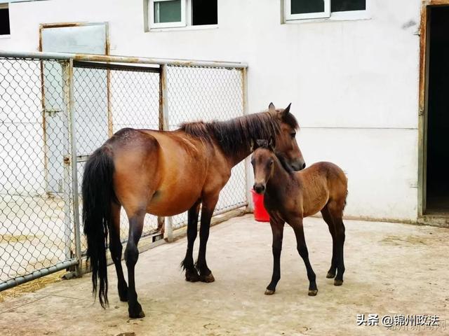 到锦州动物园游玩可以不带现金啦! 动物园门票