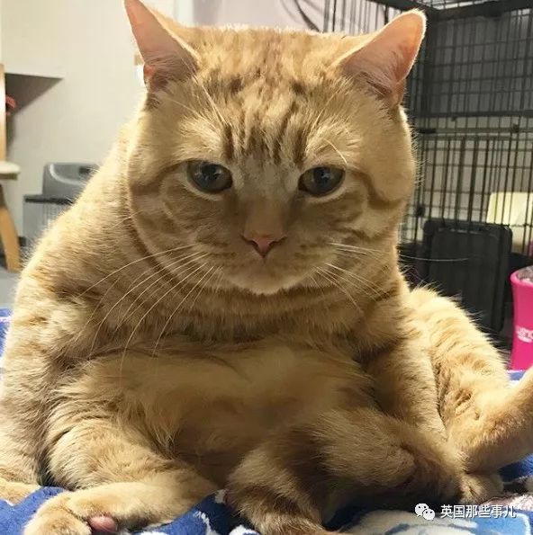 一只面对食物丧不唧唧的胖橘,像极了减肥期的