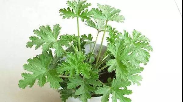                     因为抠破“蚊子包”，女童就进了ICU，问题到底出在哪？