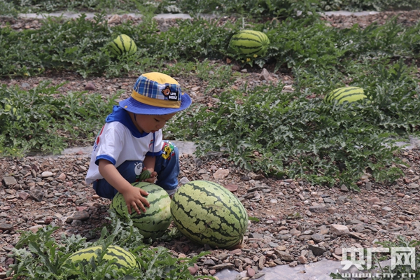 "多彩宁夏 吉祥三宝—枸杞,西瓜,葡萄产业打造脱贫致富新出路