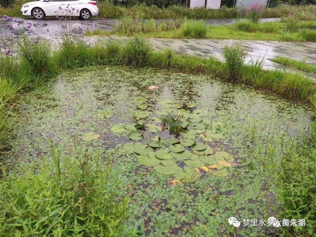 【误入藕花深处,发现别有洞天】不由自主地进来瞄了一下,没想到,这里