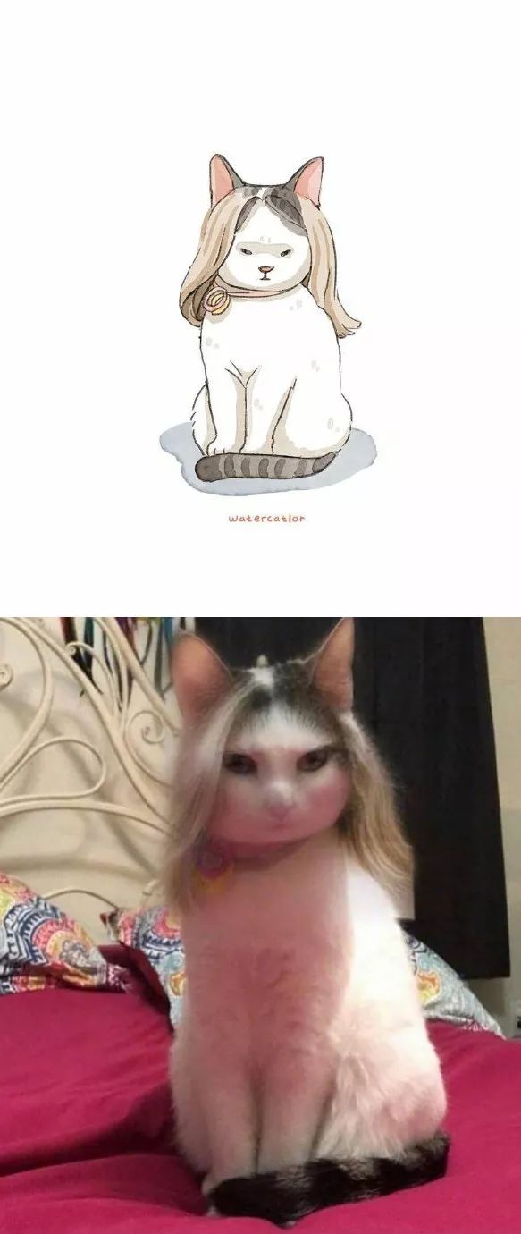 当网红