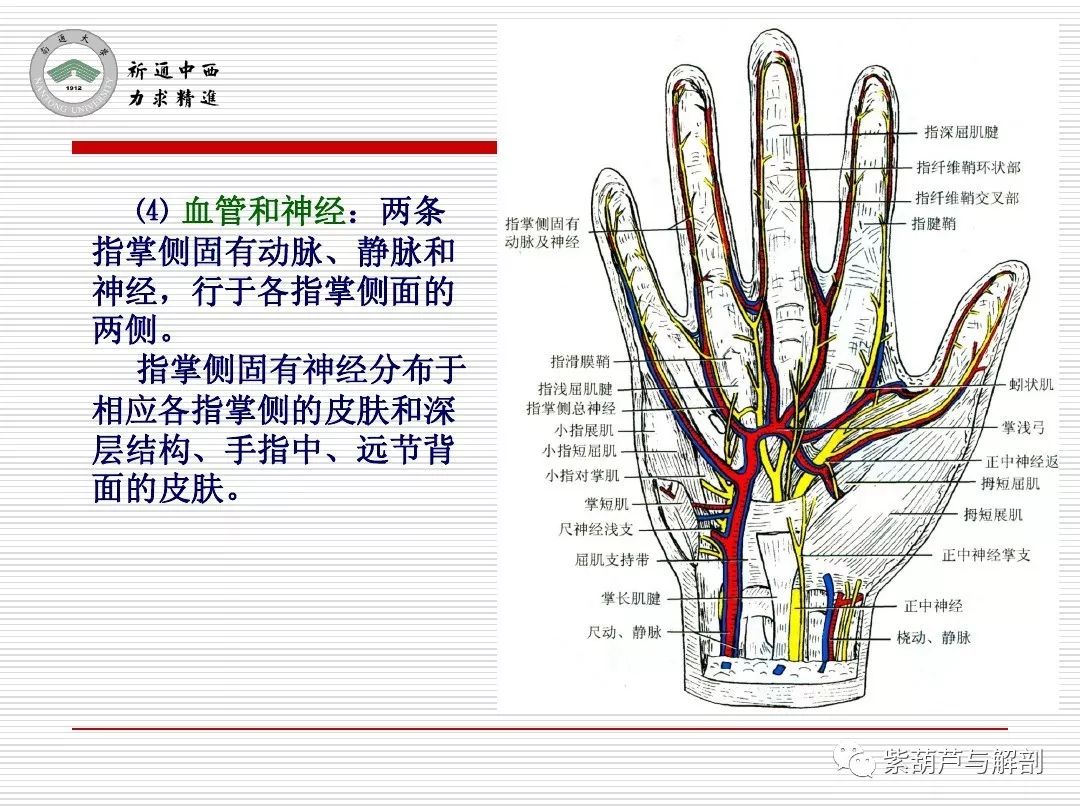 局解腕前区手掌和手指掌侧面解剖