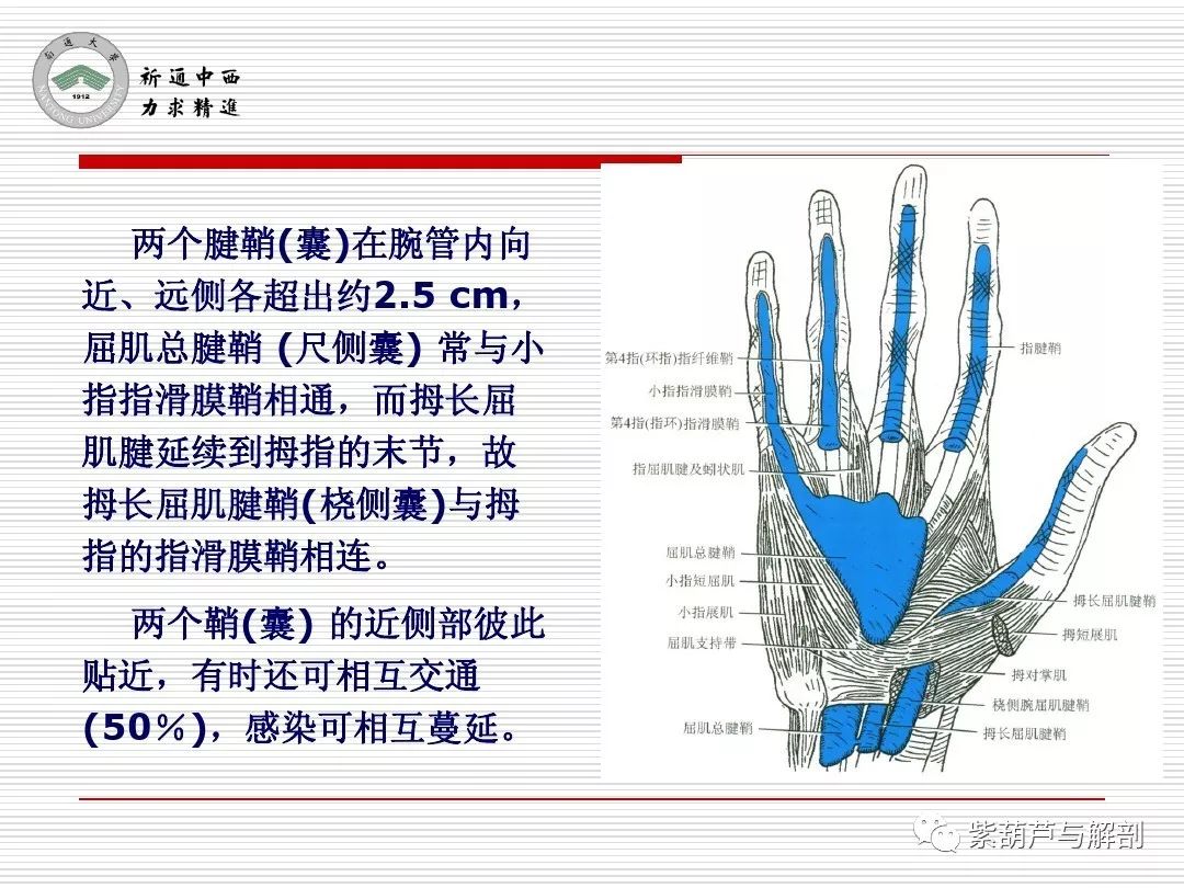 局解| 腕前区,手掌和手指掌侧面解剖
