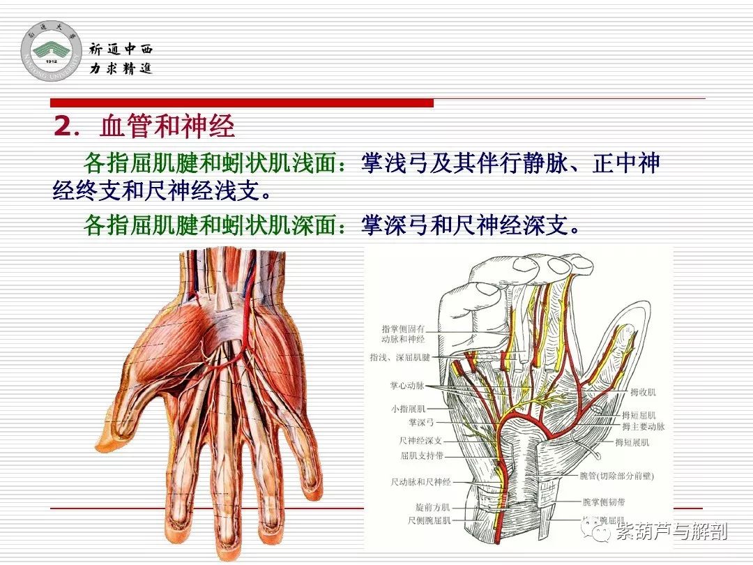 局解| 腕前区,手掌和手指掌侧面解剖